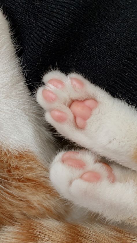 Paw Wallpaper, Cat Orange, Kitten Wallpaper, Funny Cat Wallpaper, Image Chat, Cute Cat Wallpaper, Orange Cats, Pretty Animals