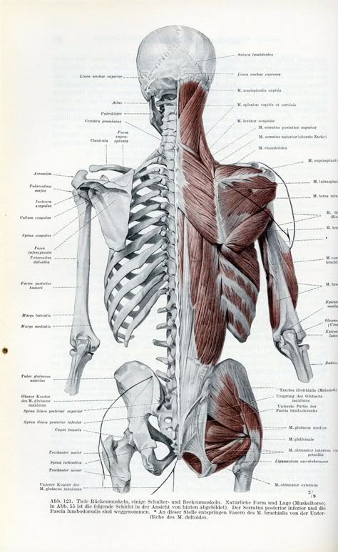 Human Skeleton Anatomy, Human Muscle Anatomy, Medical Drawings, Skeleton Anatomy, Human Body Anatomy, Human Anatomy Drawing, Muscle Anatomy, Washing Hands, Human Anatomy Art