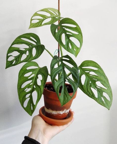 Nothing is more fun than seeing your baby plant grow into an adult houseplant! 😊 📷 by @happyplantling #onlinebabyplants 🌱 Monstera Obliqua, Plant Goals, Monstera Adansonii, Plants Are Friends, Plant Therapy, Plant Aesthetic, House Plants Decor, House Plants Indoor, Pretty Plants