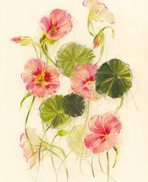 The delicate, hand drawn floral illustrations from Claudia Lowry Claudia Lowry, Drawing Colour Pencil, Back Drawing, Summer Drawings, Color Pencil Illustration, Hand Drawn Floral, Flower Art Drawing, Drawn Floral, Expressionist Painting