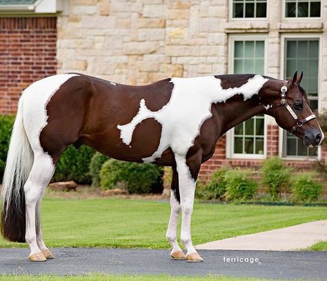 GoHorseShow | Valentine's Day Matchmaking: Paint Performance Stallion Edition - GoHorseShow Cheval Pie, Unusual Horse, Horse Standing, Western Pleasure Horses, Horse Markings, Horse Coat Colors, American Paint Horse, Pinto Horse, Bay Horse