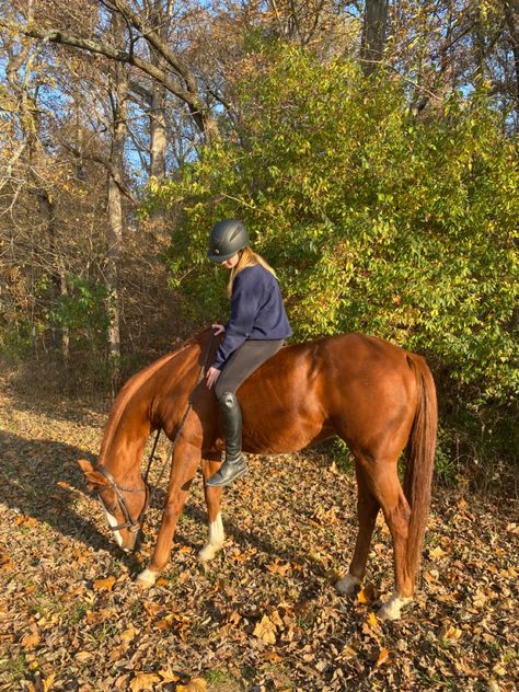 Chestnut Horse Aesthetic, Brown Horse Aesthetic, Autumn Horse, Chestnut Horses, Horsey Life, Horse Riding Aesthetic, Horse Lessons, Equestrian Aesthetic, Horse Chestnut