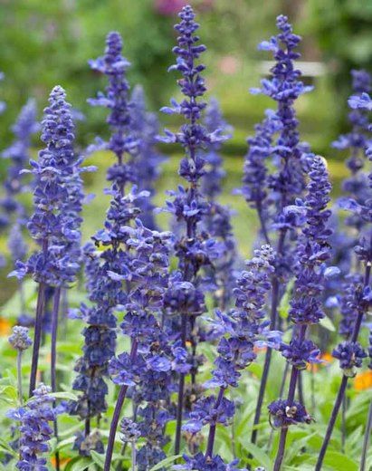 Salvia (Garden Sage) “Victoria Blue” Jasmine Ground Cover, Oklahoma Wildflowers, Salvia Farinacea, Salvia Garden, Blue Salvia, Salvia Plants, Deadheading, Low Water Gardening, Sage Plant