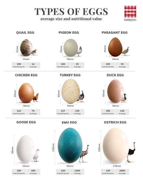 Bird Egg Identification, Poultry Business, Health Benefits Of Eggs, Types Of Eggs, I Want Food, Backyard Chicken Farming, Food Tech, Multiplication Table, Garden Insects