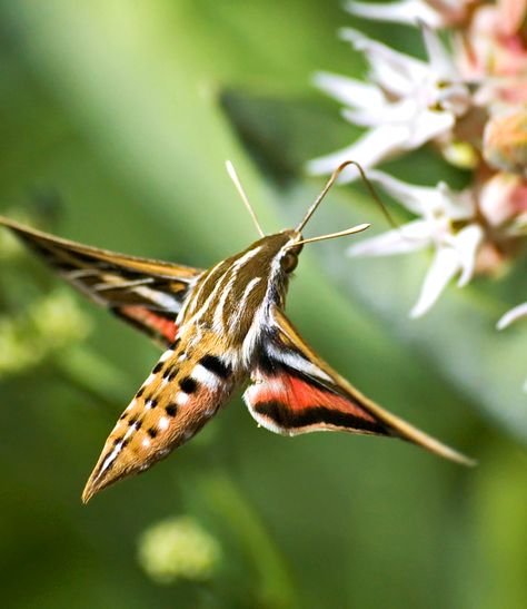 Animal Symbolism: Meaning of the Moth Hummingbird Hawk Moth, Moth Meaning, Hummingbird Moth, Atlas Moth, Beautiful Butterfly Photography, Flower Picture, Moth Art, Hawk Moth, Cute Small Animals