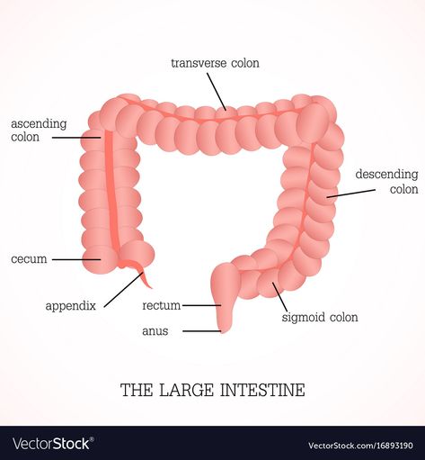 Large Intestine Drawing, Large Intestine Anatomy, Intestines Anatomy, Anatomy Education, Education Vector, Life Tumblr, Human Digestive System, Skeletal System, Medical Careers