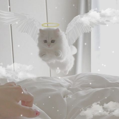 Angel Cat, White Cat, Angel Wings, Wattpad, Angel, White