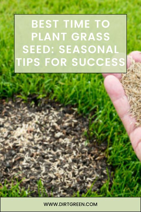 Best Time to Plant Grass Seed: Seasonal Tips for Success Best Time To Plant Grass Seed, Planting Grass Seed, Rye Grass, Forget Me Not Seeds, Planting Grass, Growing Grass, Lush Lawn, Tips For Success, Seed Germination