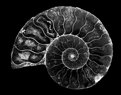 https://flic.kr/p/JtcXq6 | 024693763427-101-Ammonite Shell  Fossil Stone-5-Black and White | More tabletop macro photography.  Fossil of a Ammonite shell of a extinct sea creature.  Example of the golden ratio spiral in nature. in Black and White Spiral In Nature, Golden Ratio Spiral, Geometric Tattoo Sleeve Designs, Spirals In Nature, Shell Fossil, Ammonite Shell, Scratchboard Art, Form Drawing, Spiral Art