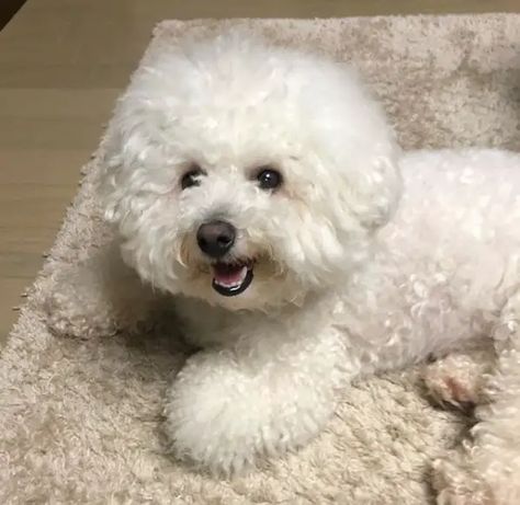 14 Features Of The Bichon Frise - The Paws Billie Haircut, Cave Canem, Dragonfly Photography, Bichon Dog, Bichon Frise Puppy, French Dogs, Bichon Frise Dogs, French Poodles, Companion Dog