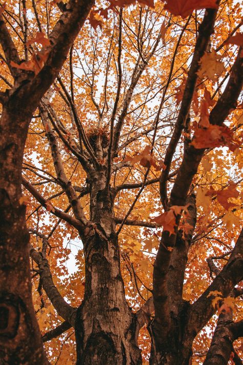 Orange Leaves on Tree Branch · Free Stock Photo Exile Aesthetic, Fall Tree Background, Fall Trees Aesthetic, Fall Orange Color Wallpaper Asthetic Tree, Tree With Falling Leaves, Fall Aesthetic Trees, Edits Videos, Brown Tree, Orange Leaves