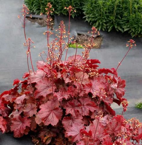 Coral Bells Plant, Coral Bells Heuchera, High Country Gardens, Northern Exposure, Coral Bells, Perennial Border, Red Leaves, Hardy Perennials, Rise Above