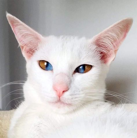 Sectoral Heterochromia, Two Colored Eyes, Two Different Colored Eyes, Different Colored Eyes, Kitten Names, Rare Cats, Genetic Mutation, Lake Erie, All About Cats