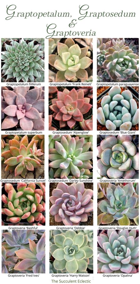 Seculant Plants Garden, Succulent Identification Chart, Succulents Identification, Succulent Types Chart, Identifying Succulents, Plant Leaf Identification, Ghost Succulent, Succulent Types Of Names Of, Gasteria Succulents