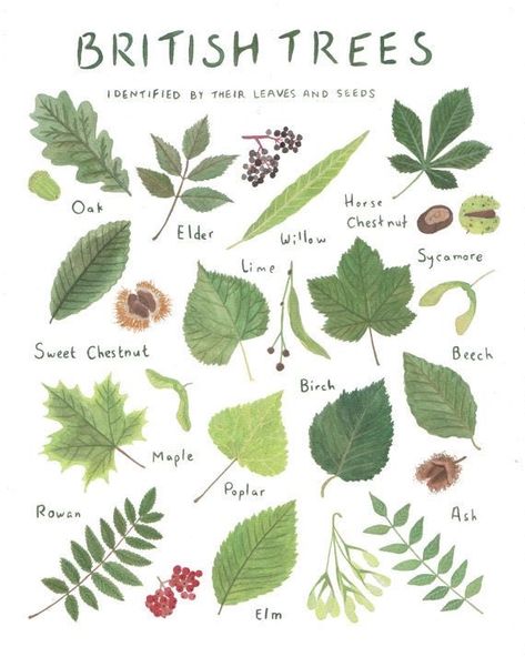 British Trees, Tree Leaf Identification, Identifying Trees, Leaf Identification, Forest School Activities, Tree Id, Tree Identification, Forest School, Plant Identification