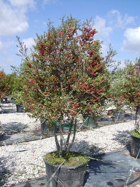 Yaupon Holly Yaupon Holly Tree, Yaupon Holly, Caffeinated Tea, Nursery Trees, Habitat Garden, Privacy Plants, Deer Resistant Plants, Picture Tree, Holly Tree