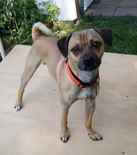 Miles may be a Pug Jack Russell Terrier mix. Pug Mixed Breeds, Jack Russell Mix, Jack Russell Terrier Mix, Pug Mix, Pit Bull Terrier Mix, A Pug, Pitbull Mix, Russell Terrier, Terrier Mix