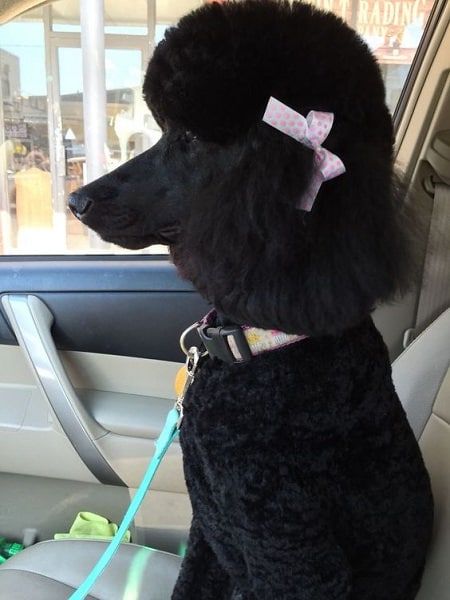 40 Poodle Haircuts You'll Definitely Love - HairstyleCamp Black Poodles Standard, Standard Poodle Haircuts, Poodle Haircut Styles, Black Standard Poodle, Poodle Hair, Poodle Haircut, Poodle Cuts, Puppy Obedience Training, Black Poodle