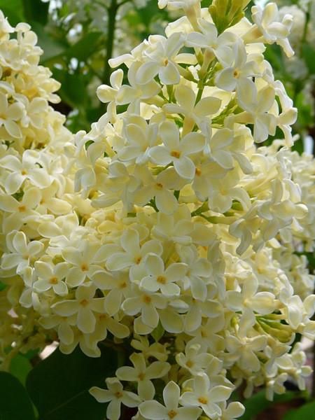 Yellow Lilac, Syringa Vulgaris, Prairie Flower, French Lilac, Diy Garden Fountains, Flora Flowers, Garden Centre, Plants For Sale, Garden Edging