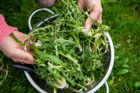 Regrat: A Traditional Dandelion Salad Recipe – LearningHerbs Dandelion Salads, Potato And Green Beans, Black Currant Juice, Dandelion Salad, Dandelion Leaf, Dandelion Benefits, Dandelion Greens, Dandelion Leaves, Pumpkin Seed Oil