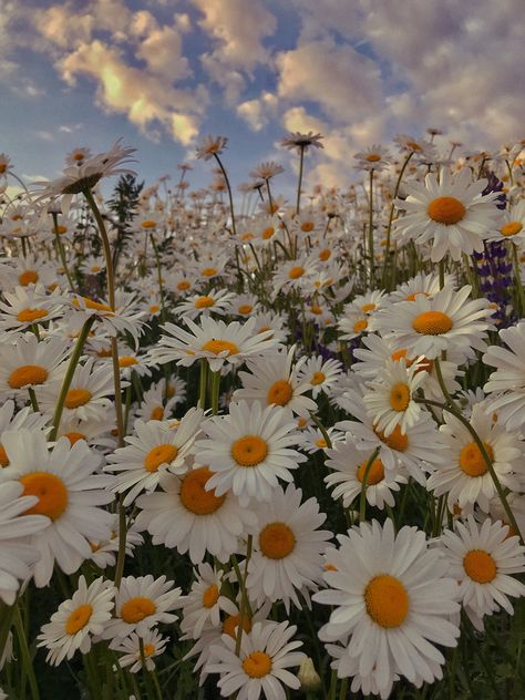 Whats Wallpaper, Daisy Wallpaper, Daisy Field, Flowers Photography Wallpaper, Pretty Backgrounds, Nothing But Flowers, Pretty Landscapes, Beautiful Bouquet Of Flowers, Pretty Wallpapers Backgrounds