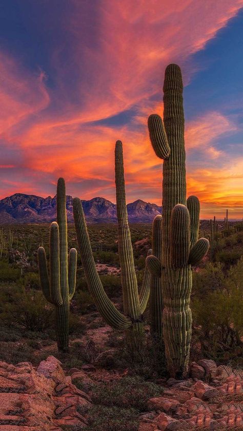 Western Art Wallpaper, Sunset In The Desert, Desert Background Wallpapers, Arizona Wallpaper Iphone, Cactus Wallpaper Aesthetic, Cactus Iphone Wallpaper, Desert Wallpaper Iphone, Cactus Wallpaper Iphone, Pictures Of Cactus