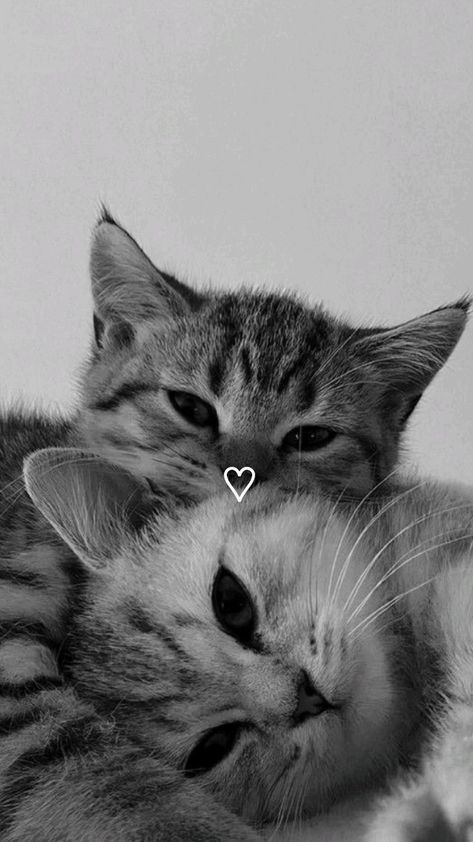 Random Pp, Homemade Cat Toys, Cat Couple, Cute Galaxy Wallpaper, Cute Love Stories, Cool Instagram Pictures, Cat Aesthetic, Cat Room, Orange Cat