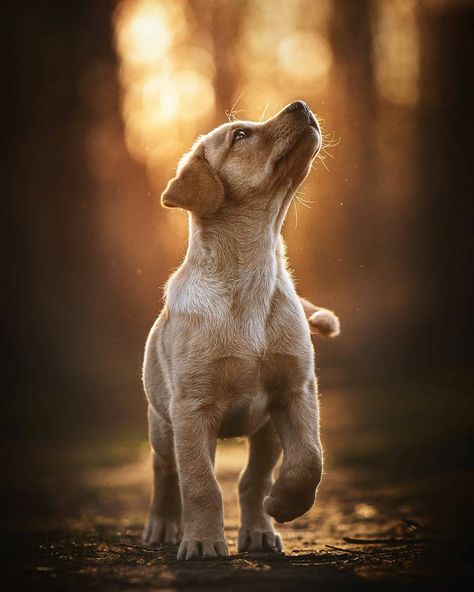 Professional Dog Photography, Pet Photography Poses, Dog Photoshoot Pet Photography, Dog Portrait Photography, Dog Photography Poses, Dog Foto, Animal Photoshoot, Puppy Photography, Photos With Dog