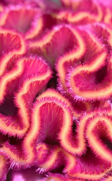 Animal Texture Photography, Close Up Natural Forms, Coral Microscope, Coral Reef Structure, Close Up Texture Photography, Coral Reef Texture, Coral Photography Underwater, Natural Forms Photography Flowers, Colours In Nature