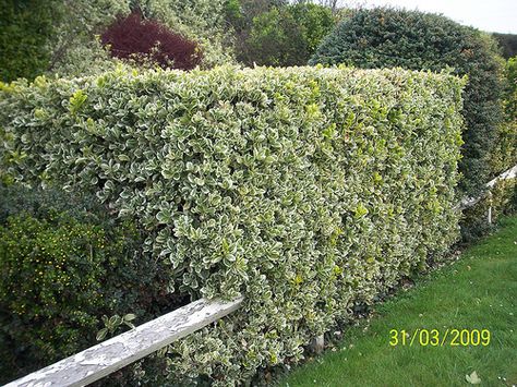 Euonymus hedge Euonymus Hedge, Nursery Trees, Euonymus Japonicus, Trees Nursery, Japanese Boxwood, Hedge Plants, Italian Cypress, Pool Shed, Plant Goals