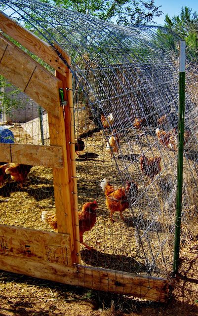 Cricket Song Farm: Cattle Panels make a sturdy Chicken Run/ Hoop Coop Backyard Chicken Coop Diy, Hoop Coop, Easy Chicken Coop, Cattle Panels, Portable Chicken Coop, Chicken Pen, Diy Chicken Coop Plans, Chicken Coop Run, Urban Chickens