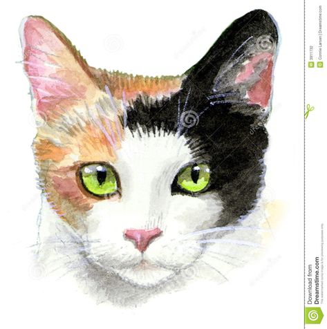 Calico Cat Illustration Stock Photography - Image: 3911732 Calico Cat Cartoon, Calico Cat Illustration, Calico Cat Painting, Cat Cartoon Drawing, Cat Sneezing, Cat Face Drawing, Scratchboard Drawings, Cartoon Cat Drawing, Kitten Drawing