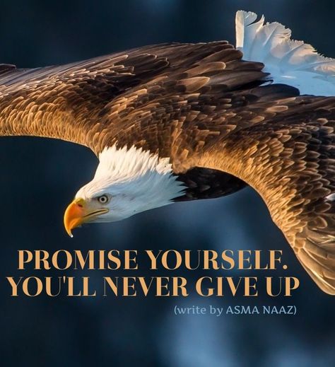 Eagle Quotes, Inspirational Quotes Hd, Badminton Quotes, Eagles Quotes, Wise Man Quotes, Eagle Photos, Tree Poem, Life Quotes Relationships, Inspirational Smile Quotes