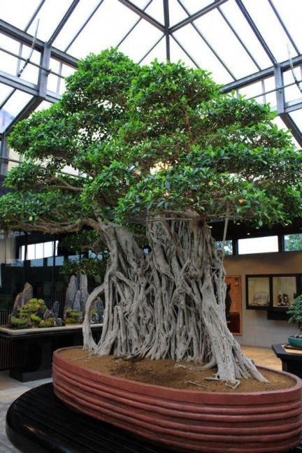 The 7 Oldest Bonsai Trees in the World! - Bonsai Sanctum Large Bonsai Tree, Bonsai Indoor, Bonsai Ficus, Bonsai Techniques, Pine Bonsai, Amazing Trees, Indoor Bonsai Tree, Juniper Bonsai, Indoor Bonsai