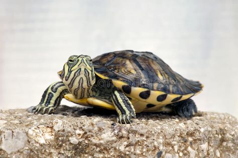 Turtle. Close-up of a small Red-eared slider (Trachemys scripta elegans , #AFFILIATE, #small, #Red, #Turtle, #Close, #eared #ad Turtle Tank Setup, Musk Turtle, Types Of Turtles, Kawaii Turtle, Turtle Care, Red Eared Slider, Fresh Water Fish Tank, Easy Pets, Diy Tank