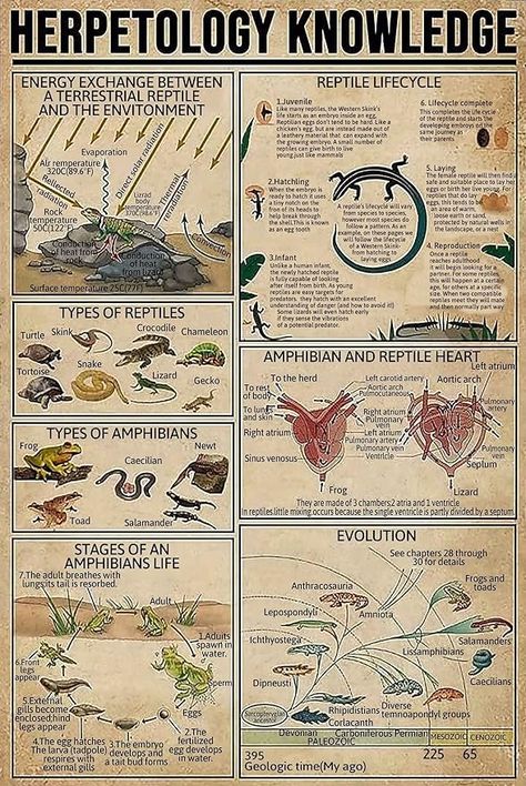 Amazon.com: Herpetology Knowledge Metal Tin Sign Types Of Reptiles Funny Retro Poster School Education Office Living Room Kitchen Bathroom Home Art Wall Decoration Plaque Gift: Posters & Prints Types Of Reptiles, Lizard Types, Poster School, Research Poster, Education Office, Class Room, Career Options, School Education, Education Poster