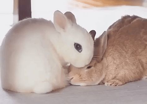 Cute Bunny Gif, Cutest Bunny Ever, Sleeping Bunny, Cute Ideas, Funny Bunnies, Baby Bunnies, Cute Little Animals, 귀여운 동물, Cute Funny Animals