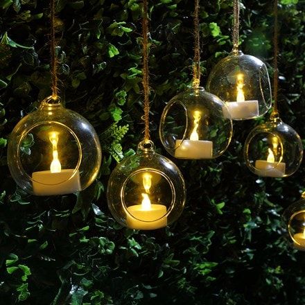 Candles Hanging, Enchanted Theme, Ugly Wedding, Bulb Planting Tools, Perennial Bulbs, Glass Candles, Daffodil Bulbs, Bulbs Indoor, Planting Hydrangeas