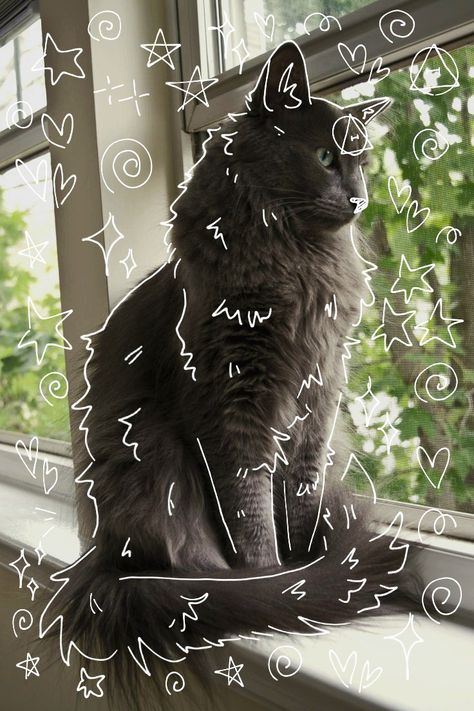 Therian Art Cat, Therian Pfp Cat, Therian Black Cat, Black Mainecoon Cat, Black Cat Therian, Therian Art, Therian Cat, Therian Pfp, Cat Therian