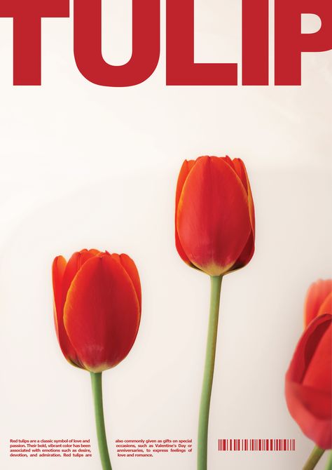 #graphicdesign #poster #typography #illustrator #photoshop #adobe #behance #itsnicethat #tulips #red Tulips Graphic Design, Red And Pink Poster Prints, Flowers Poster Design, Poster Flowers Design, Tulip Graphic Design, Flower Poster Aesthetic, Red Poster Aesthetic, Posters Flowers, Tulip Graphic