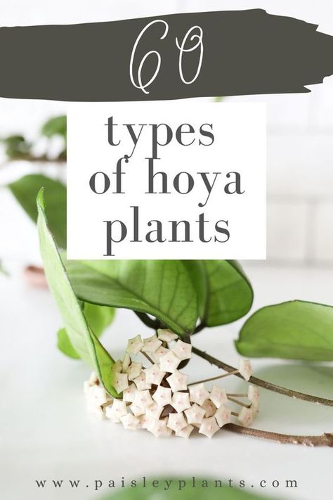 Love hoya plants? Here's 60 different types! Hoya Obovata, Hoya Plant, Plant Care Houseplant, Indoor Plant Care, Succulent Gardening, House Plant Care, Patio And Garden, Plant Species, Plant Lady