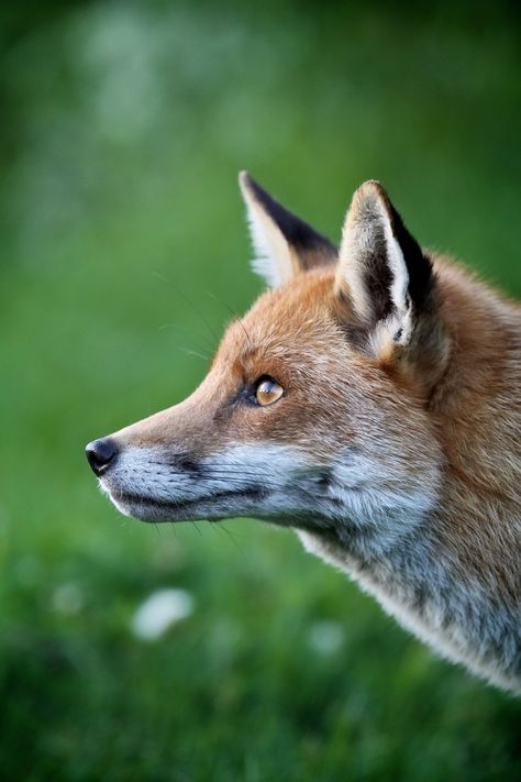 British Animals, Fox Reference, Wild Animals Photography, Vulpes Vulpes, Magical Nature, Foxes Photography, Fox Pictures, Nature Tour, Animal Study