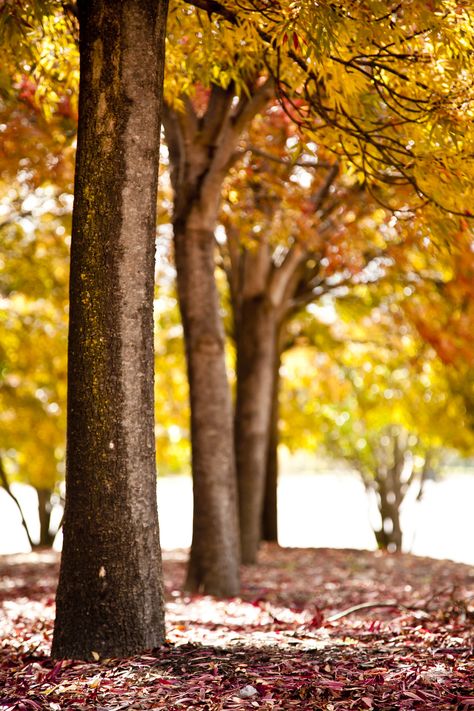 Background For Editing, Background Tree, Beautiful Things In Life, Canberra Australia, Nature Background Images, Blurred Background Photography, Photography Studio Background, Blur Background Photography, Pretty Nature