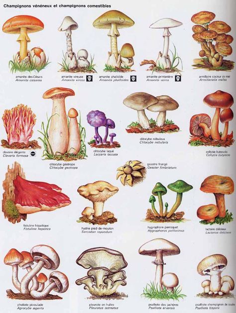 . Different Types Of Mushrooms, Mushroom Names, Mushroom Illustrations, Types Of Mushrooms, Mushroom Identification, Mushroom Poster, Lichen Moss, Mushroom Pictures, Mushroom Drawing