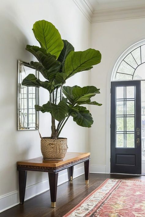 Plant Entryway Ideas, Plant Entryway, Fig Images, Green Entryway, Fern Images, Lily Images, Bird Of Paradise Plant, French Villa, Paradise Plant