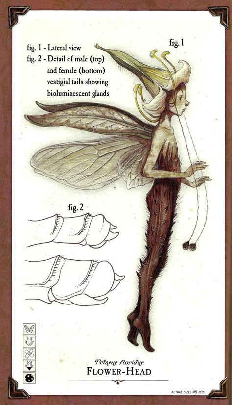 Tony Diterlizzi, Spiderwick Chronicles, Holly Black, Arte Inspo, Fairytale Art, Mythical Creatures Art, Mythological Creatures, Mystical Creatures, Arte Fantasy