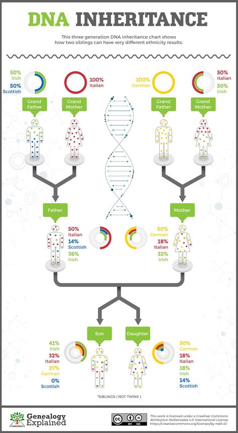 Genea-Musings: Genealogy Explained: "Do Siblings Have the Same DNA?" Graphic Dna Graphic, Dna Genetics, Genealogy Organization, Genealogy Help, Family Tree Research, Genealogy Websites, Ancestry Family Tree, Genealogy Chart, Dna Genealogy