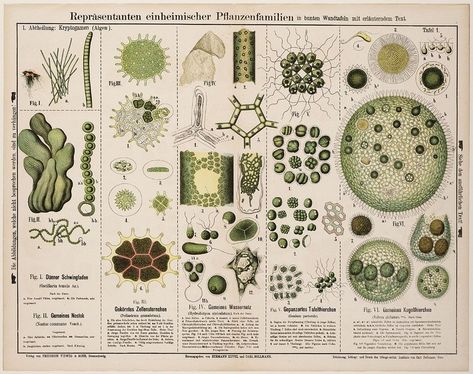 Aesthetic Biology, Biology Aesthetic, Biology Poster, Wallpaper Horizontal, Environmental Scientist, Biology Labs, Biology Art, Bio Art, Molecular Biology