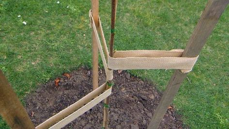 Steps Garden, Tree Stakes, Types Of Mulch, Backyard Trees, Plant Ties, Strong And Healthy, Family Garden, Healthy Garden, Grow Strong