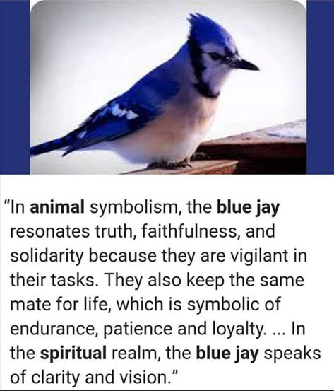 Blue Jay Meaning, Bird Meaning, Animal Totem Spirit Guides, Spirit Animal Meaning, Animal Meanings, Blue Jay Bird, Spiritual Animal, Animal Spirit Guides, Animal Medicine